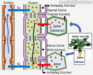 Bitkide basınç-akış teorisi